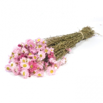 Acriclinum nat. pink 